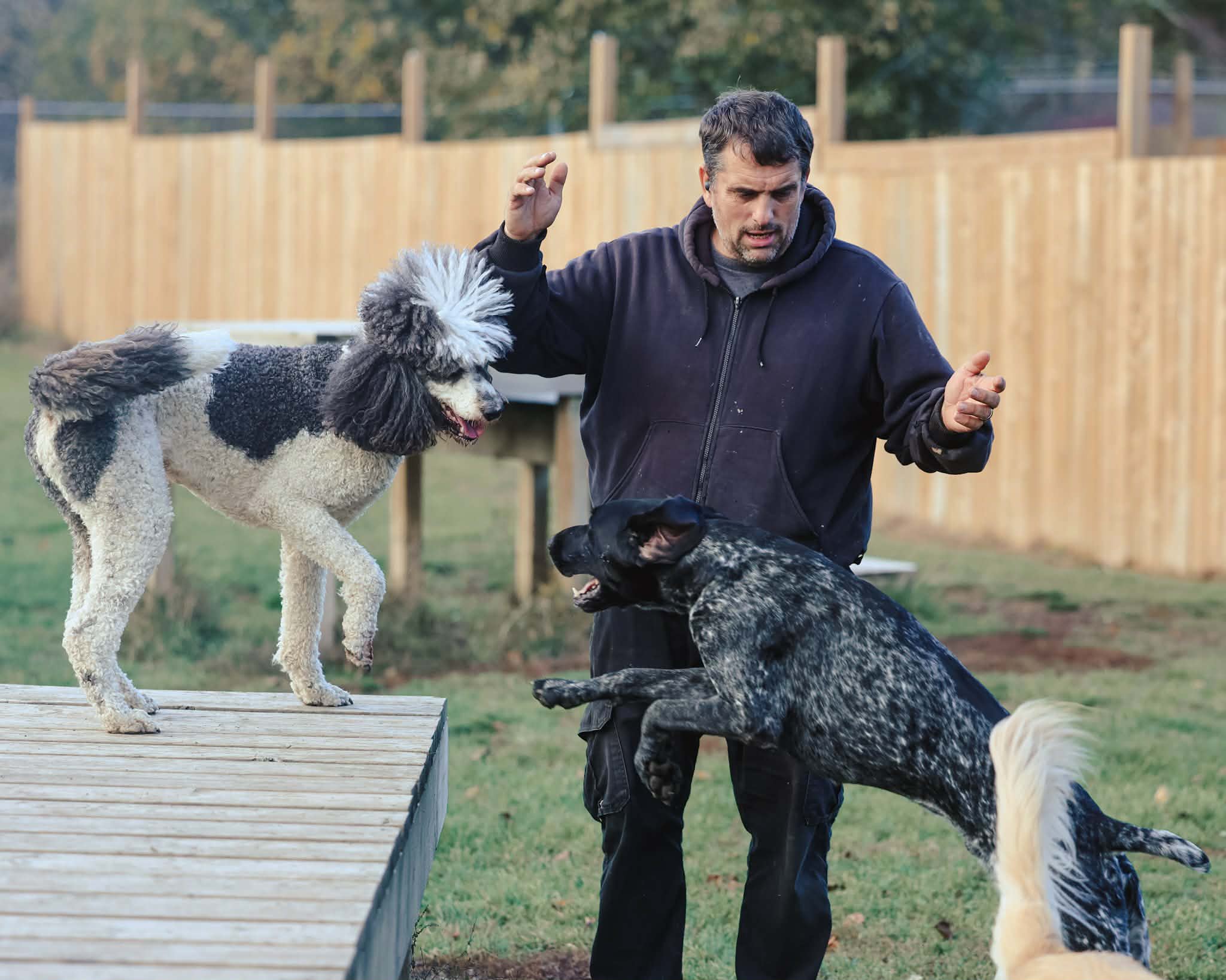 Kennel operator managing an energetic GSP in the Barkway yard with solid fencing in the background