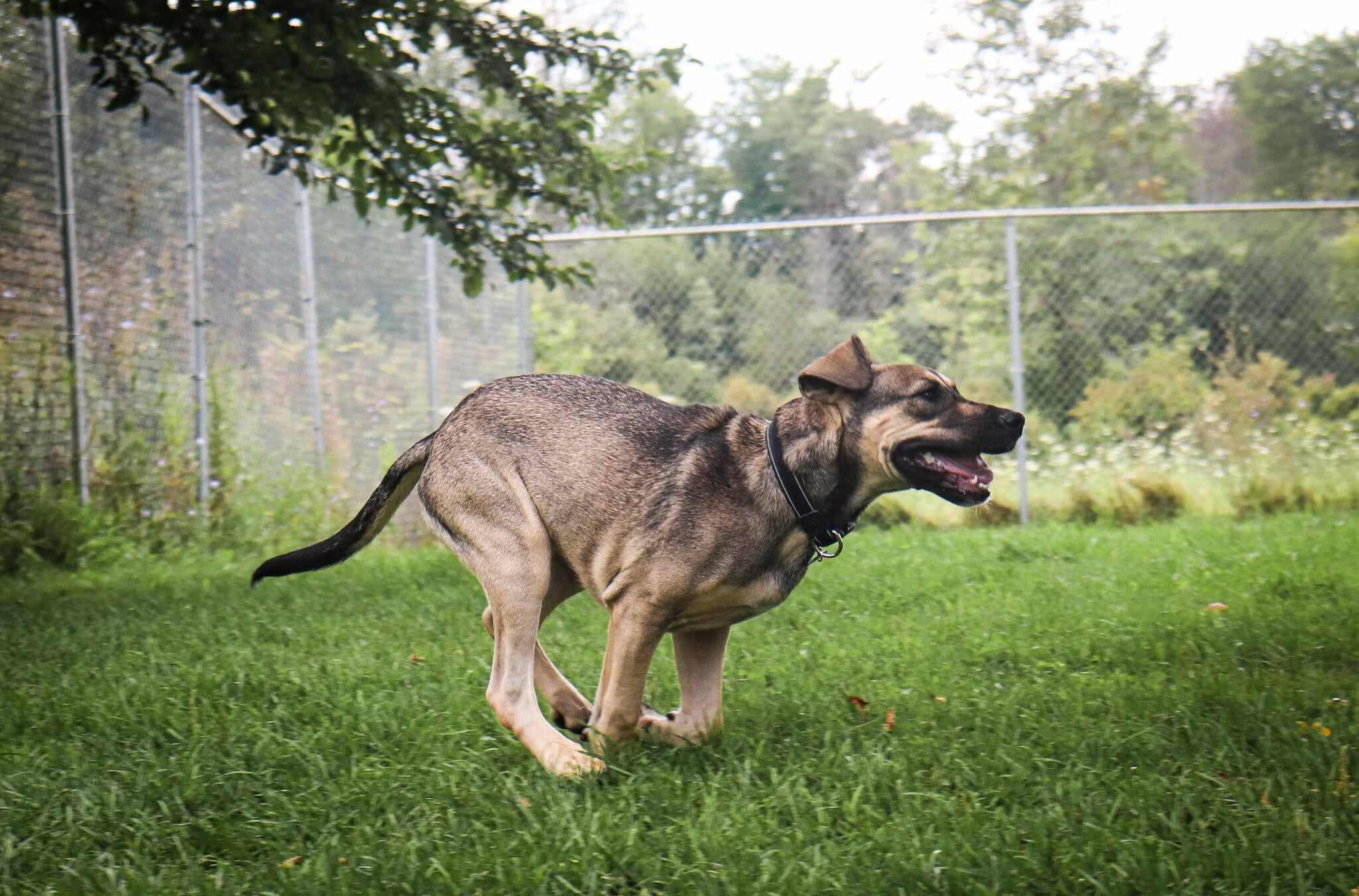 Dog running in fenced kennel yard at Loyalist Barkway Boarding Kennels