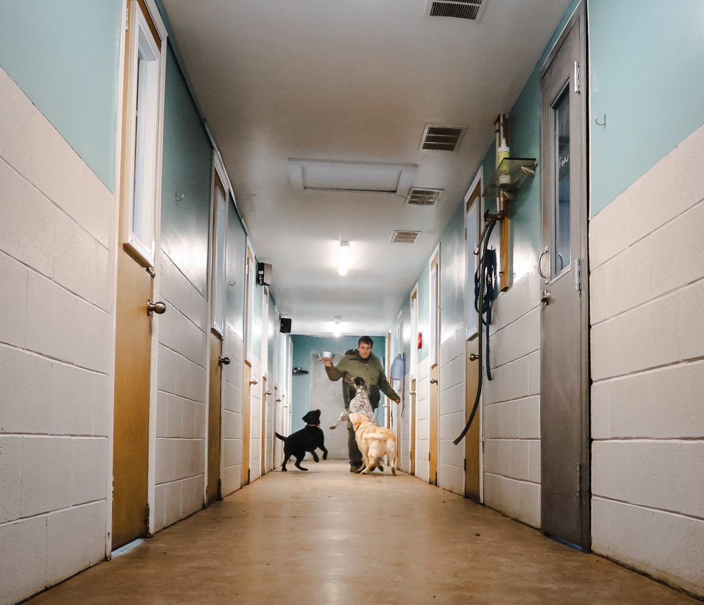 Staff member managing dogs in the kennel hallway at Loyalist Barkway Boarding Kennels