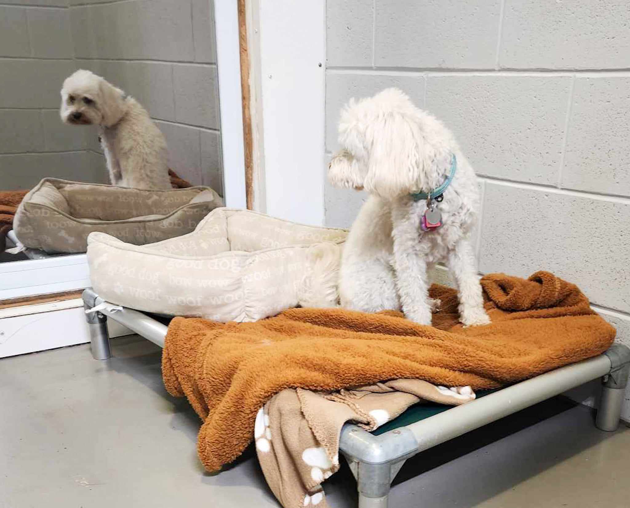 A dog settled in a private suite at Loyalist Barkway Boarding Kennels, with a raised cot and personal bedding — individual space designed for decompression.