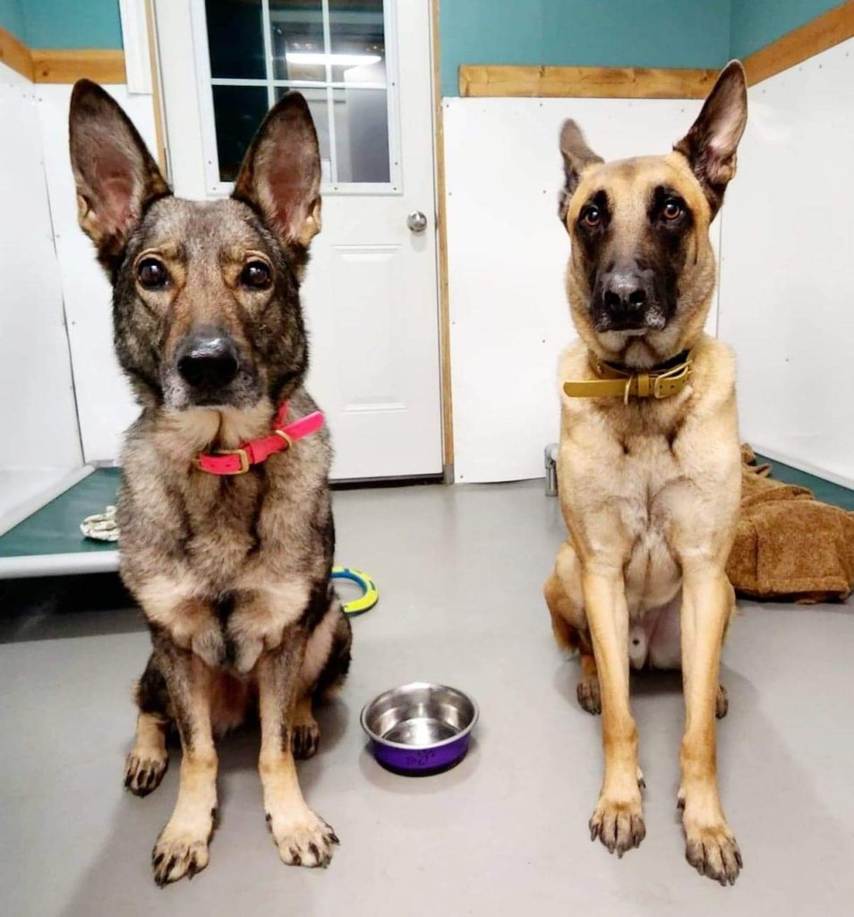 Two young dogs sit indoors side by side, wearing pink and yellow collars, with a metal bowl between them in a kennel area.