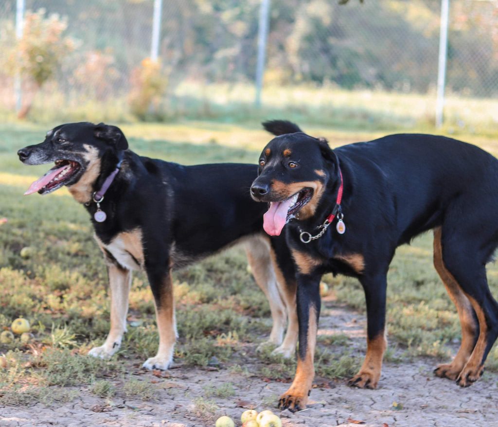 Dogs outdoors with apples on the ground and a chain-link fence in the background, all wearing collars and looking alert.