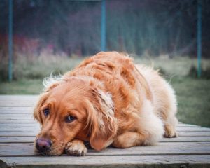 Golden retriever relaxing on a deck.