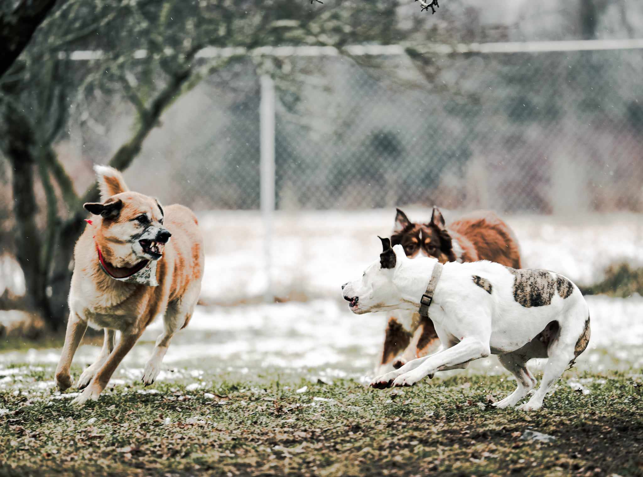Dogs playing in the kennel yard at Loyalist Barkway — the operational facility John Kent built after purchasing a neglected property for $285,000 in 2016